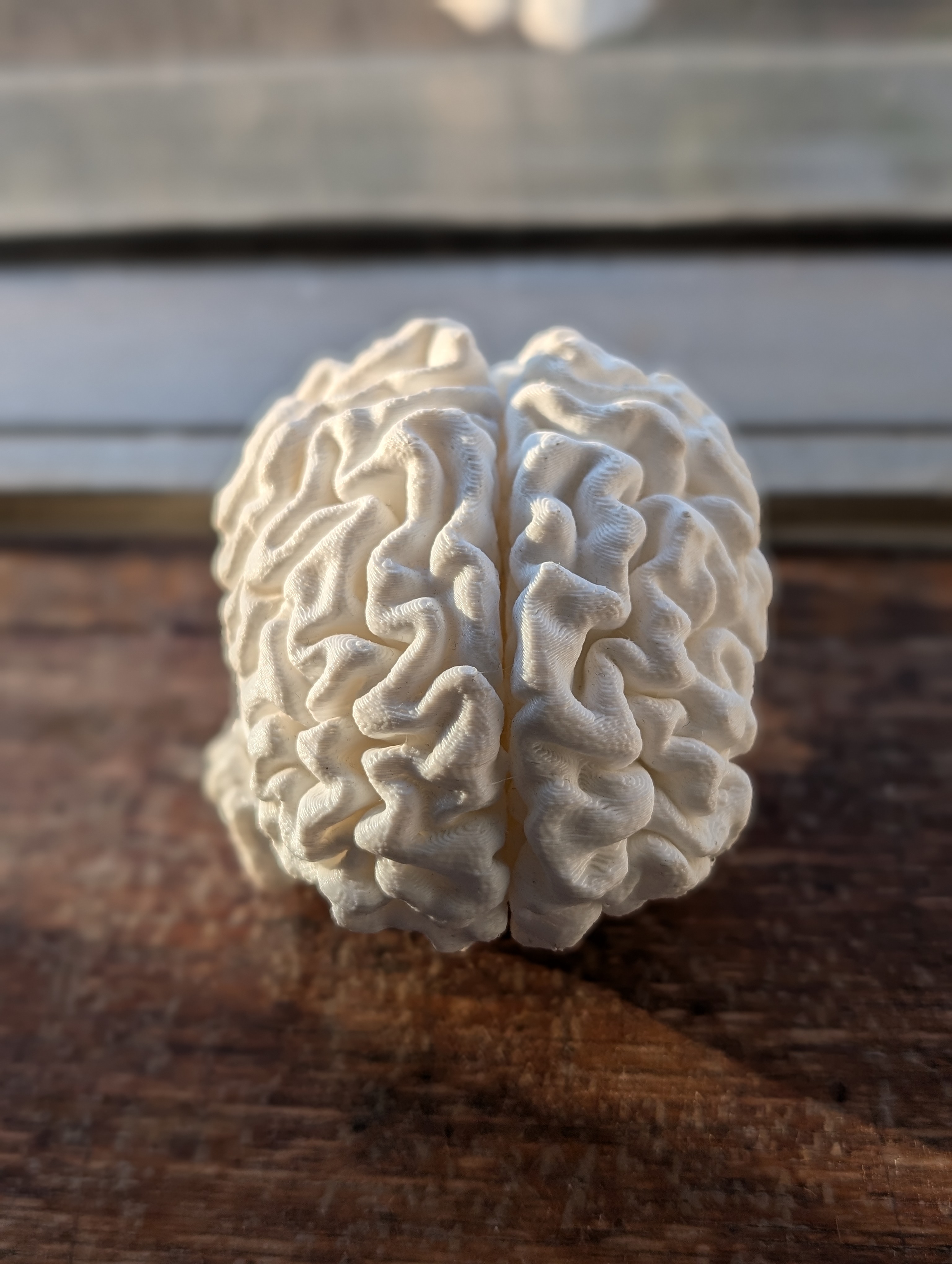 3D printed brain (back)