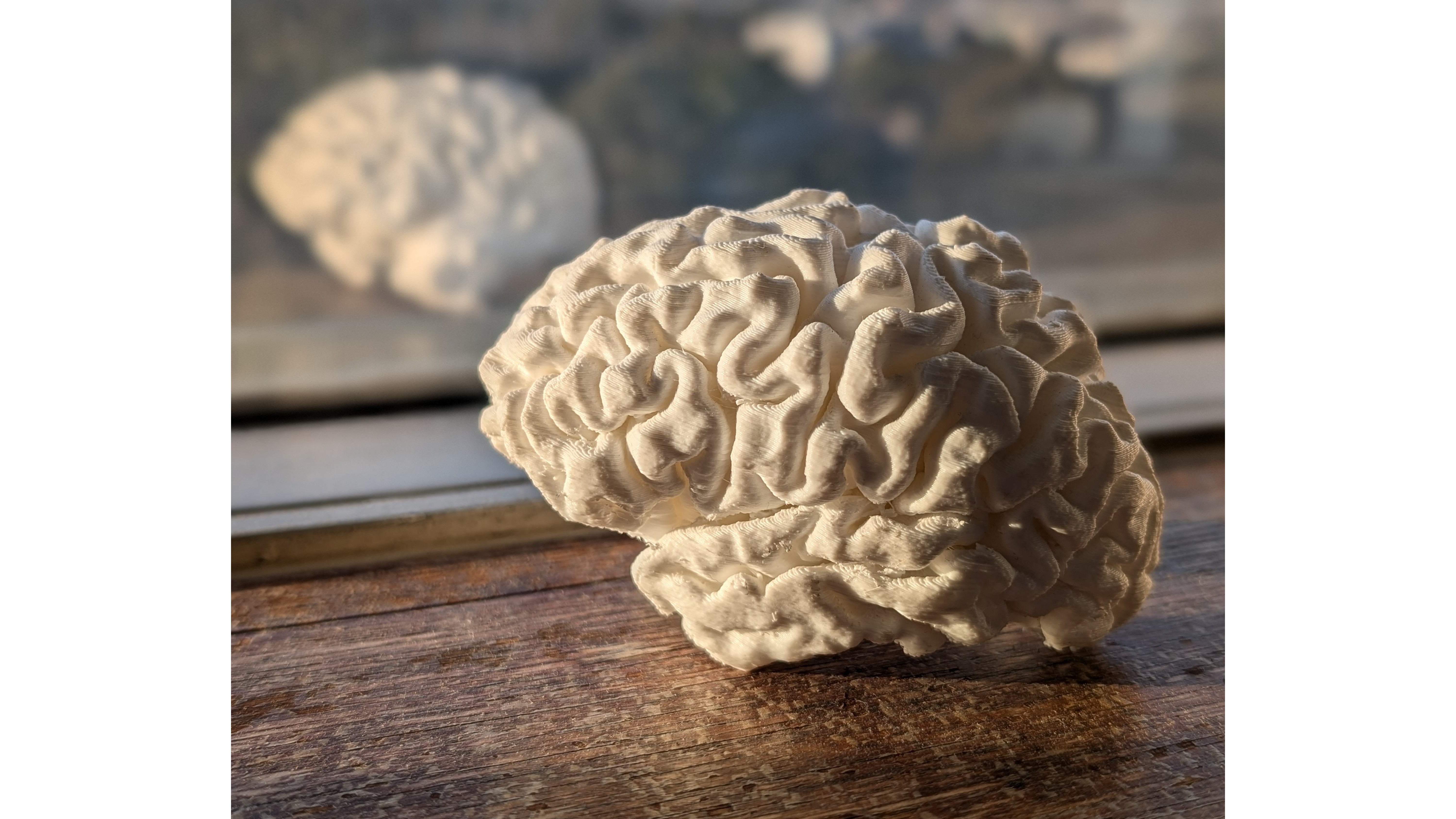 3D printed brains